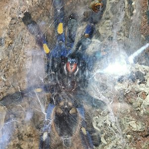 Poecilotheria metallica [ventral sexing] [2/3]