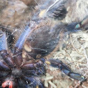 Poecilotheria metallica [ventral sexing] [3/3]