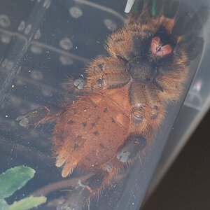 Pterinochilus murinus "rcf" [1/2]