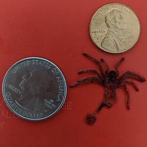 Grammostola pulchra [molt sexing] [1/2]