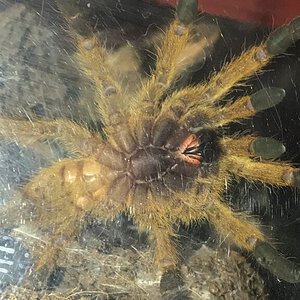 2.5" Obt (p. murinus) ventral sexing [2/2]