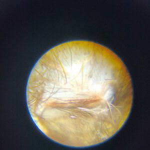 1.5" Grammostola pulchra [molt sexing] [1/2]