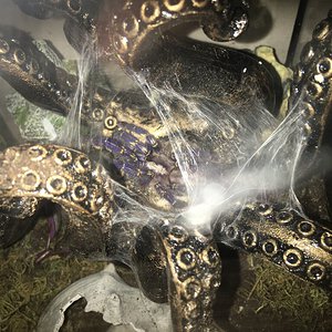 Poecilotheria metallica (Sven)