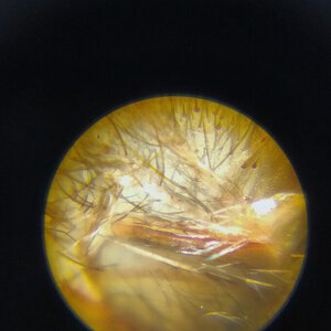 1.5" Grammostola pulchra [molt sexing] [2/2]