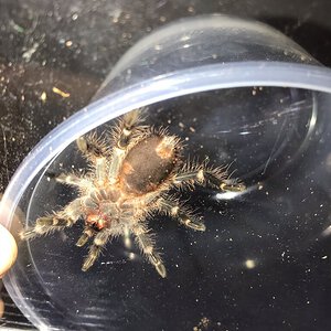 Grammostola pulchripes [ventral sexing] [1/2]