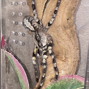 My big Poecilotheria Regalis girl :)