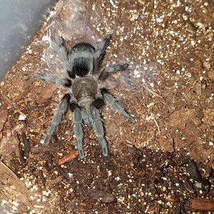 Grammostola pulchra Sling