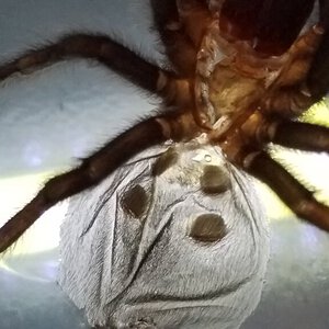 Grammostola pulchra [molt sexing] [6/6]