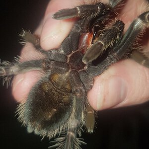 Lasiodora parahybana [ventral sexing] [1/2]