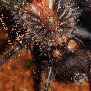 2" Grammostola pulchra [ventral sexing]