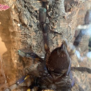 Poecilotheria metallica [ventral sexing] [1/2]