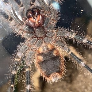3-4" Grammostola pulchripes [ventral sexing]
