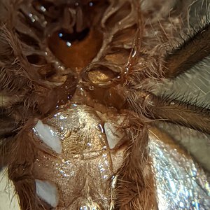 1" G actaeon sling molt