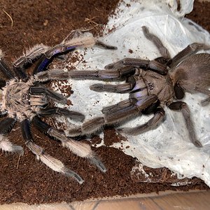 Chilobrachys electric blue pair