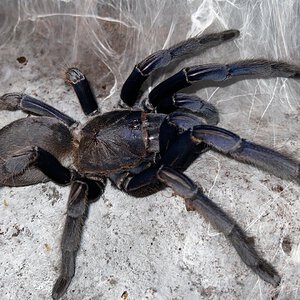 Chilobrachys Vietnam blue