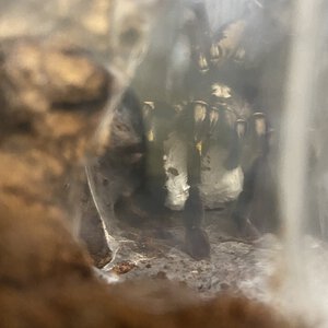 Poecilotheria metallica with eggsac