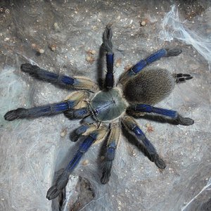 Monocentropus balfouri