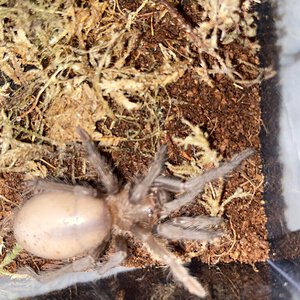 Sold as Grammostola pulchripes