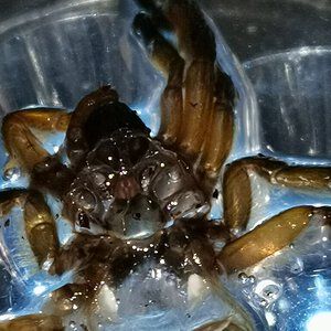 Harpactira Pulchripes almost 2 inch