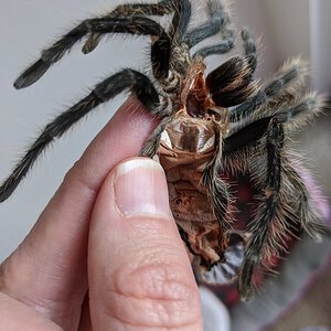 Grammostola grossa [molt sexing] [2/3]