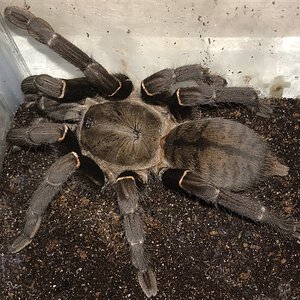 5.75”-6.25” Female Cyriopagopus minax (Thailand Black Tarantula)