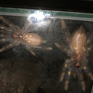 Poecilotheria metallica male or famale?