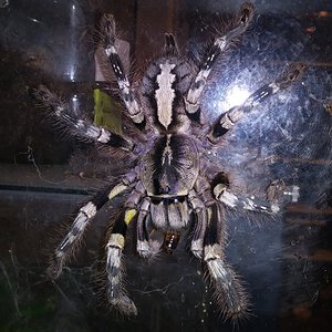 Poecilotheria striata