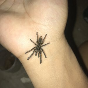 What kind of tarantula? [1/2]