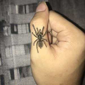 What kind of tarantula? [2/2]