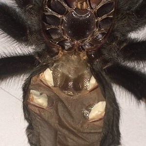 Grammostola pulchra [molt sexing]