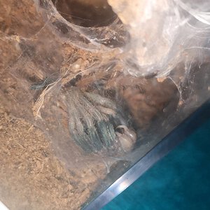 Mid-molt, blue legs starting to show