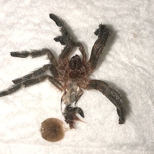 Avicularia Variegata 3” M/F?