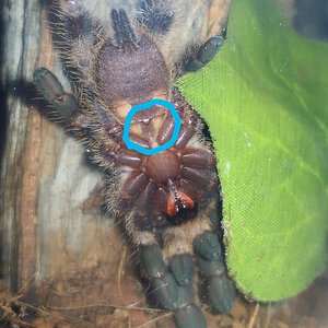 Poecilotheria regalis [ventral sexing]