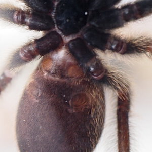 3" Psalmopoeus cambridgei [ventral sexing]