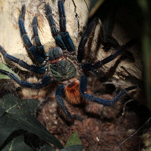 Chromatopelma cyaneopubescens