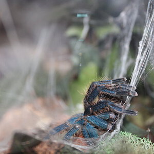 Chromatopelma cyaneopubescens