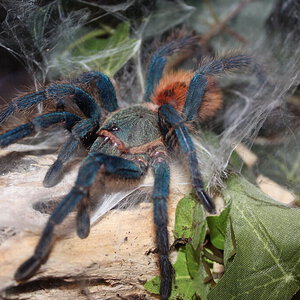 Chromatopelma cyaneopubescens