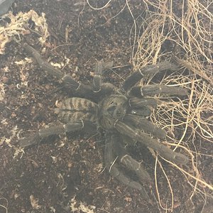 Sold as Thai Earth Tiger (cyriopagopus paganus) need help!