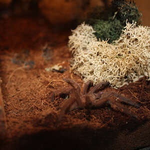 chilobrachys sp. dyscolus blue