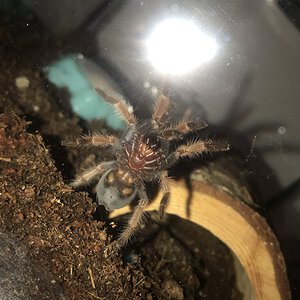 1" Brachypelma boehmei [ventral sexing] [1/4]