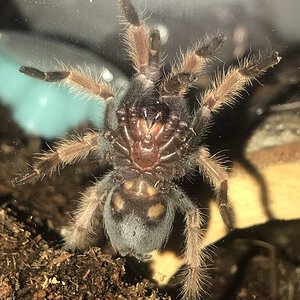 1" Brachypelma boehmei [ventral sexing] [4/4]