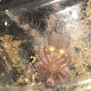 P Regalis - 2in - Suspected Female