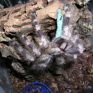 Poecilotheria miranda