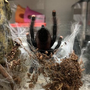 Could this Avicularia avicularia be gregnant?