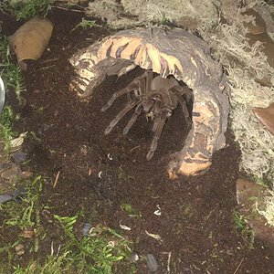 Female Stirmi eating a cricket