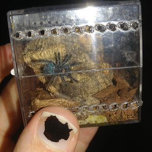 Caribena Versicolor in new home.jpg