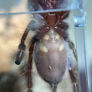 Poecilotheria Metallica male or female