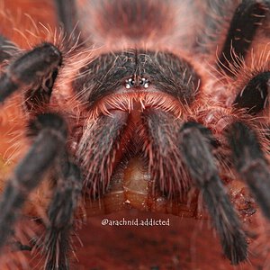 Grammostola sp. "Longimana".