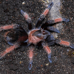 Brachypelma emilia