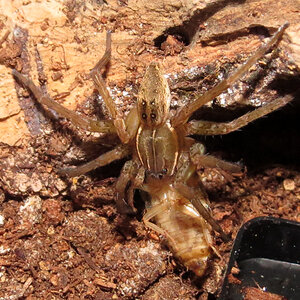 The Kill (Dolomedes triton)